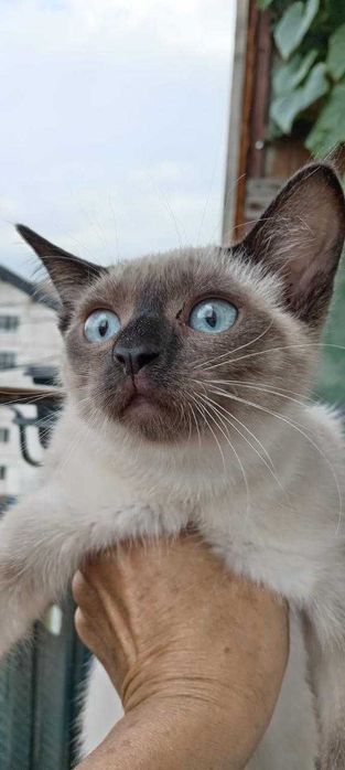 Кошечке нужен дом. Срочно!