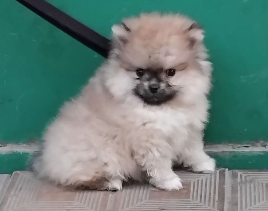 Щенок немецкого шпица