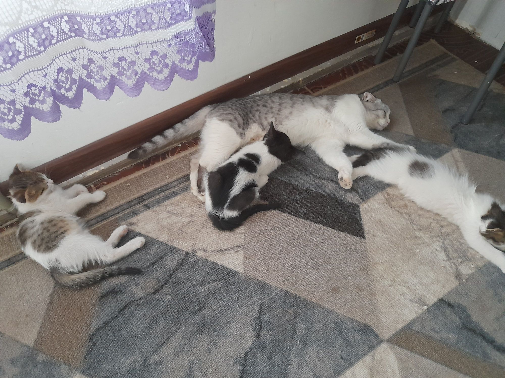 Бесплатно котята
