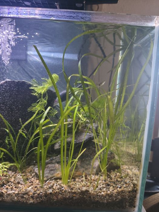 Acvariu complet 60 lirtri