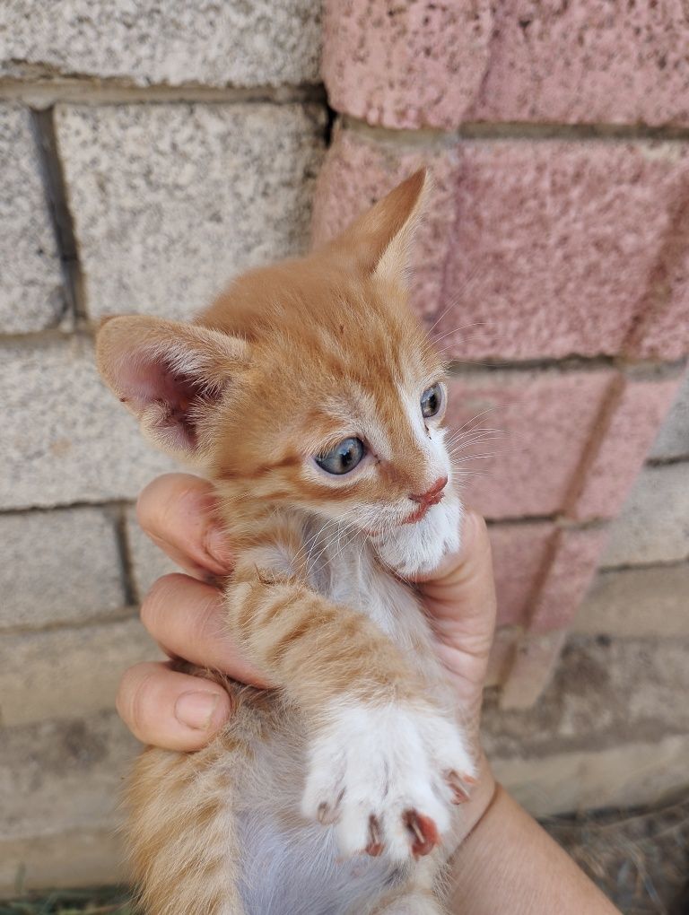 Котята мальчики отдам в добрые руки 1,5 месяца