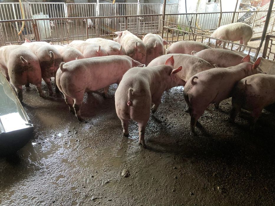 Продаваме прасета