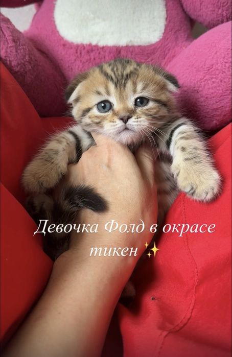 Котята Рысята от Российских кровей