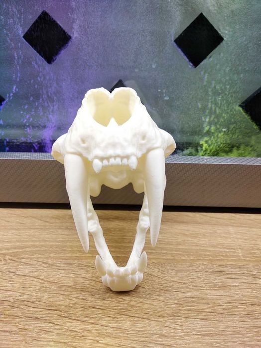 Череп саблезубова  тигра