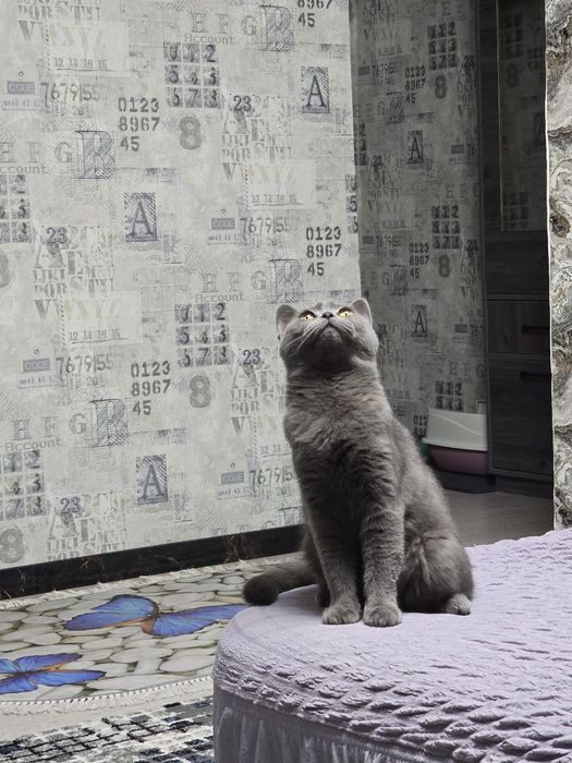 Британский страйт