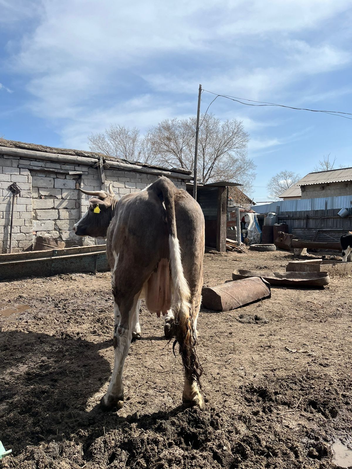 Продам молочную корову