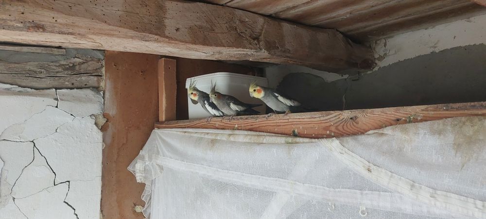 Папагали корели ..