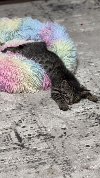 Подарю двух бенгальских котят помесь