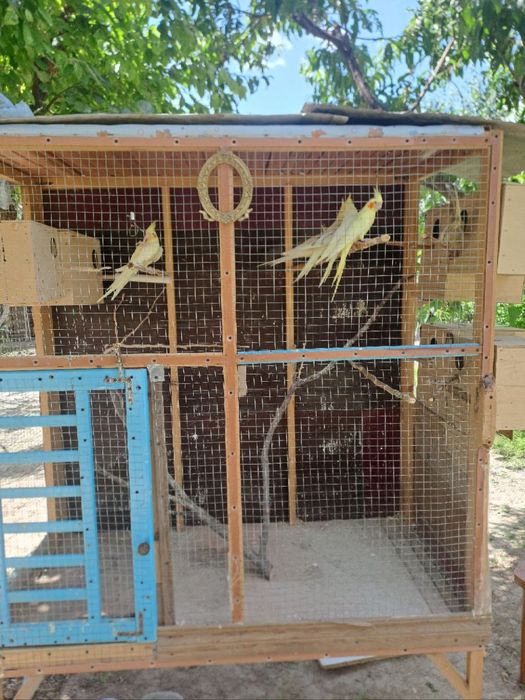 Papugay sotiladi turishi 13000