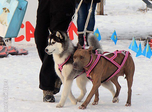 Шлейки ездовые, снаряжение для ездового спорта MB SLEDDOG