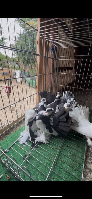 Porumbei disponibili sau la schimb