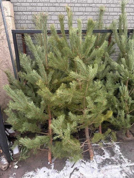 Сосны новогодние, ели, пихты в горшках