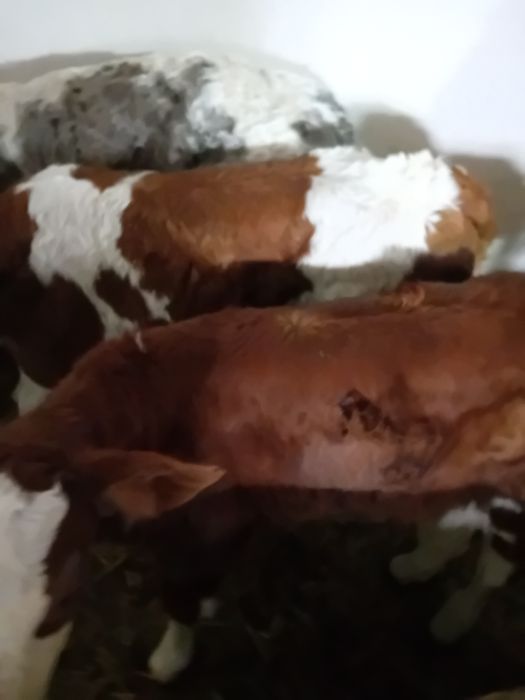 Vitea belgiană și baltate