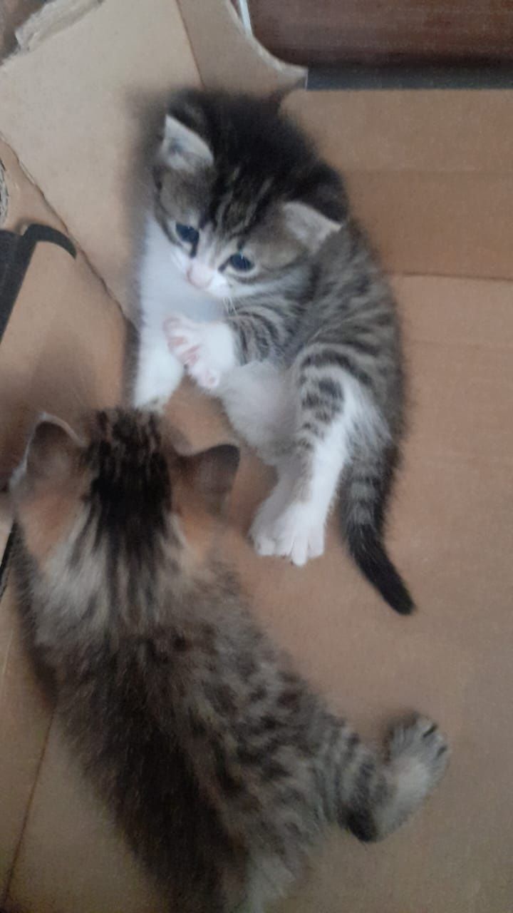 Отдам даром котят