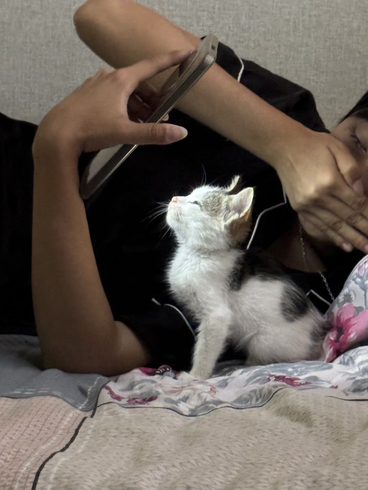 Котик бесплатно девочка