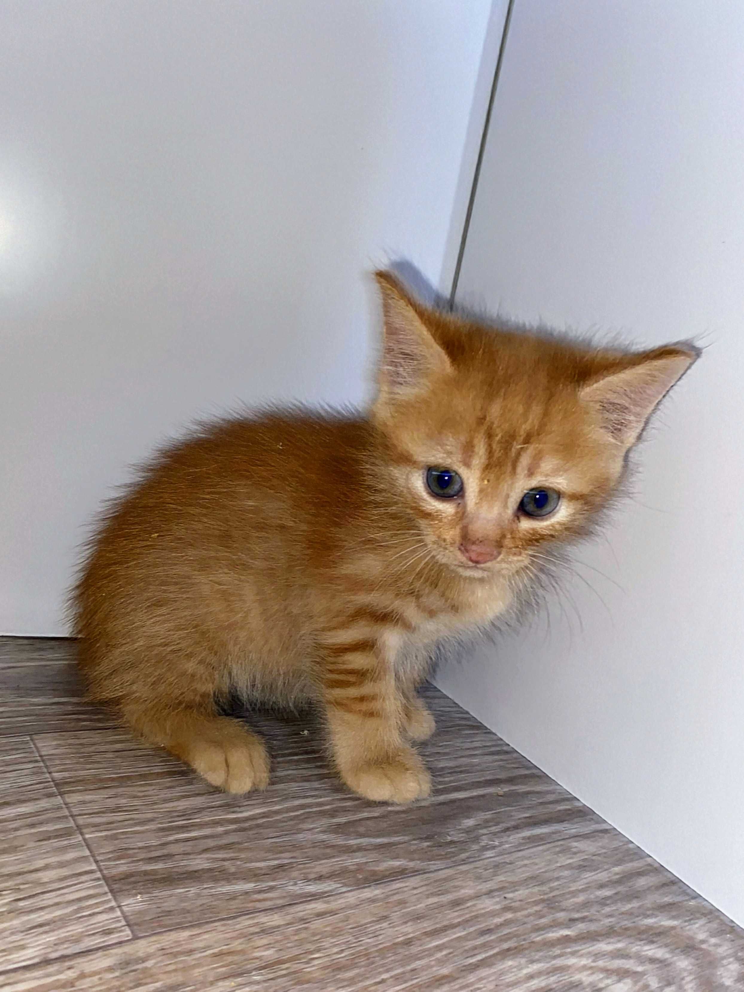 Подарю котят в самые добрые и ответственные руки
