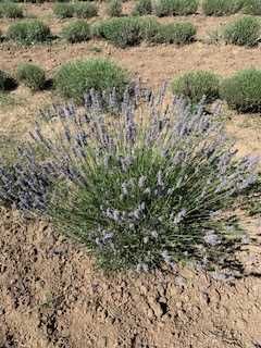 Ulei essential de Lavanda