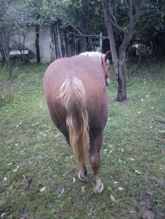 Iapă  în vârstă de 3 ani