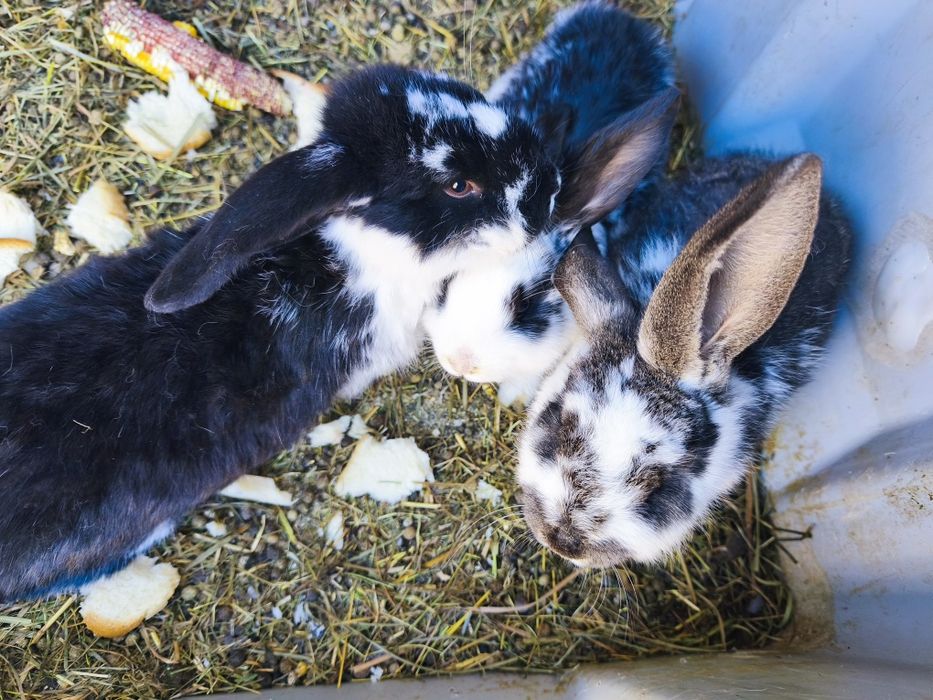 Vând o iepuroaica și trei iepuri