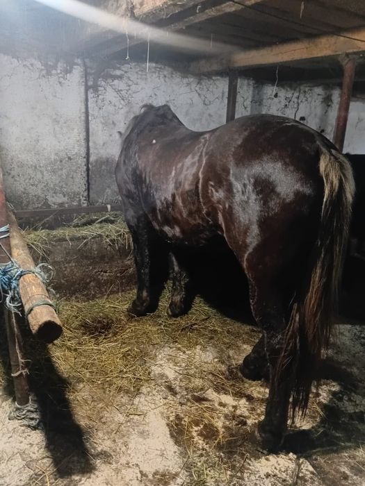 Cal de vânzare,blând,trăsătură 100%!