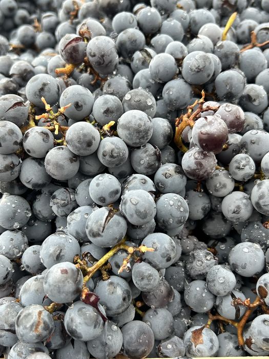 Struguri de vin