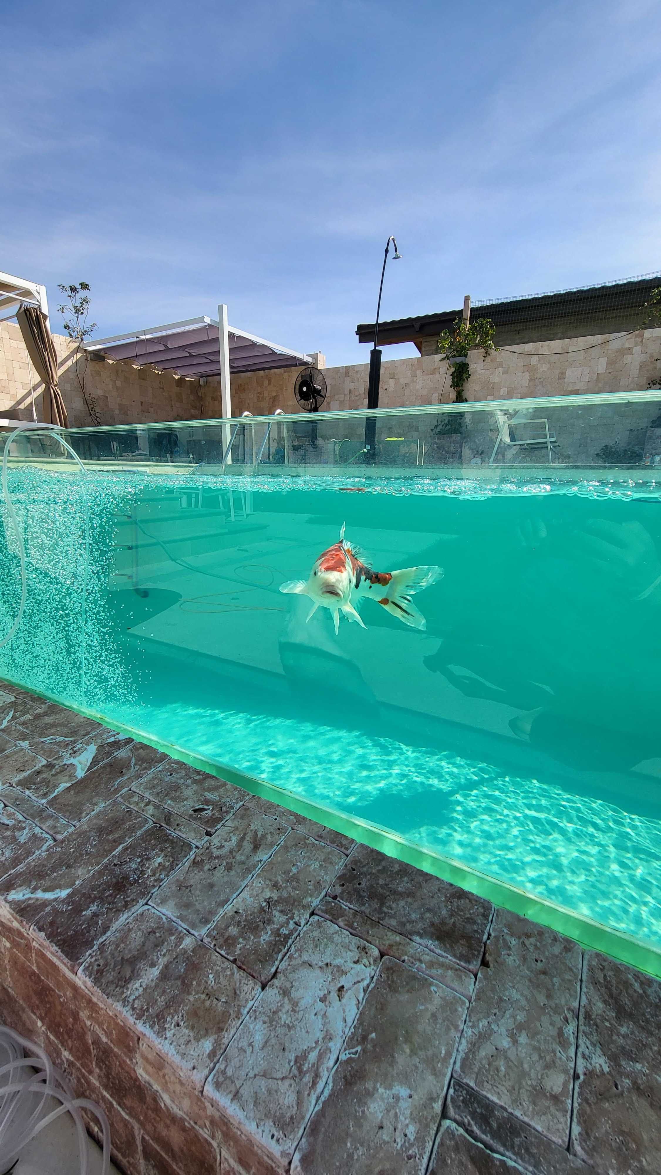 Construim piscine de vis - constructie piscina