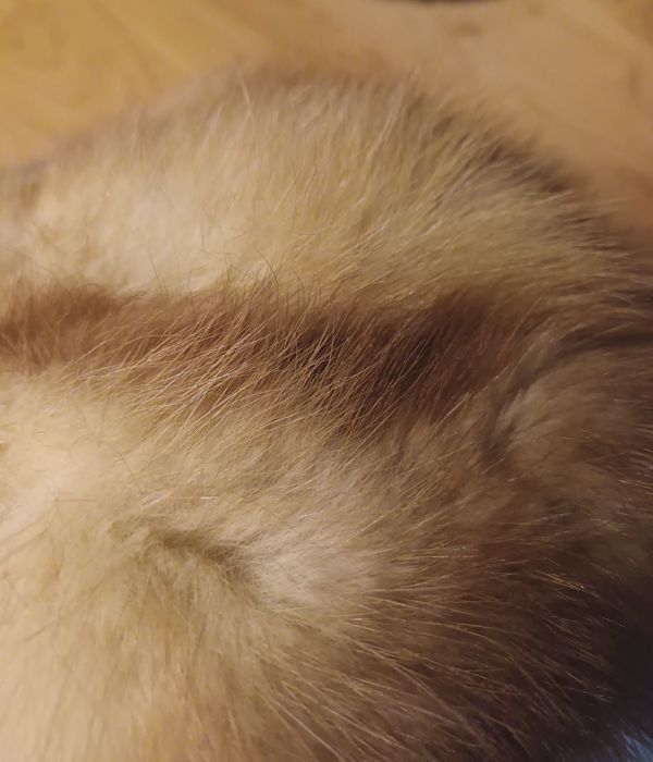 Caciula blana naturala