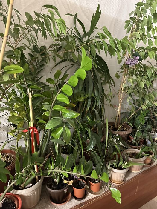 Комнатные цветы