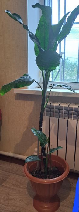 Комнатное растение