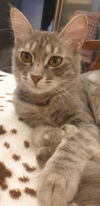 Отдаетмя принцесса в добрые руки