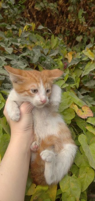 Отдам рыже-белого котёнка в добрые руки — мальчик, ласковый и игривый