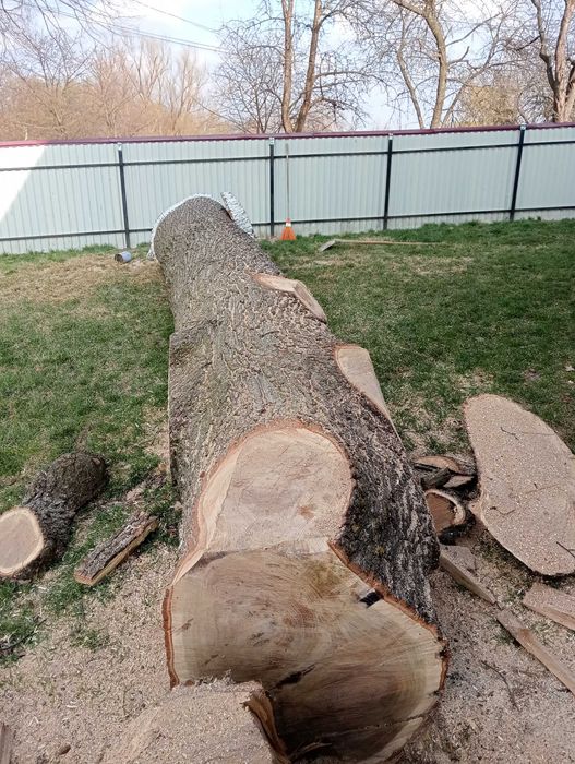 Vând stejar lungime de 6 metri