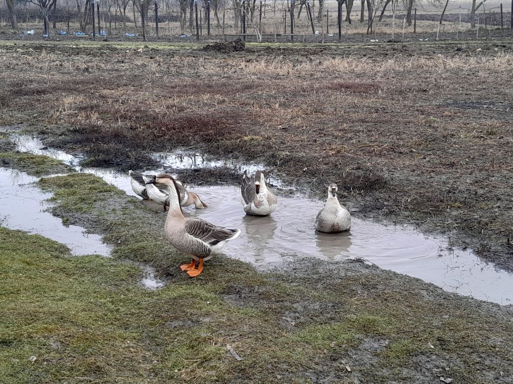 Vand gaste gâște tinere