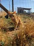 Urgent - pisici de dat spre adoptie Bucuresti