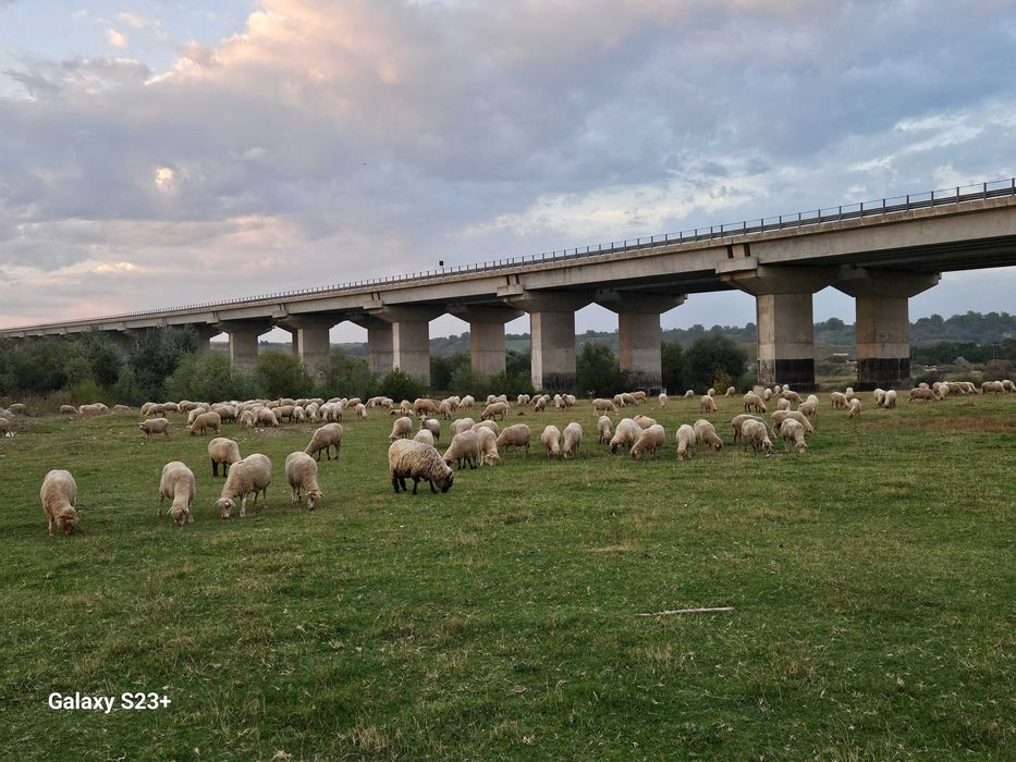 Vand oi țigaie(birici) reforme CITIȚI BINE ANUNȚUL