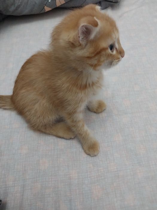 Продам породистого котенка