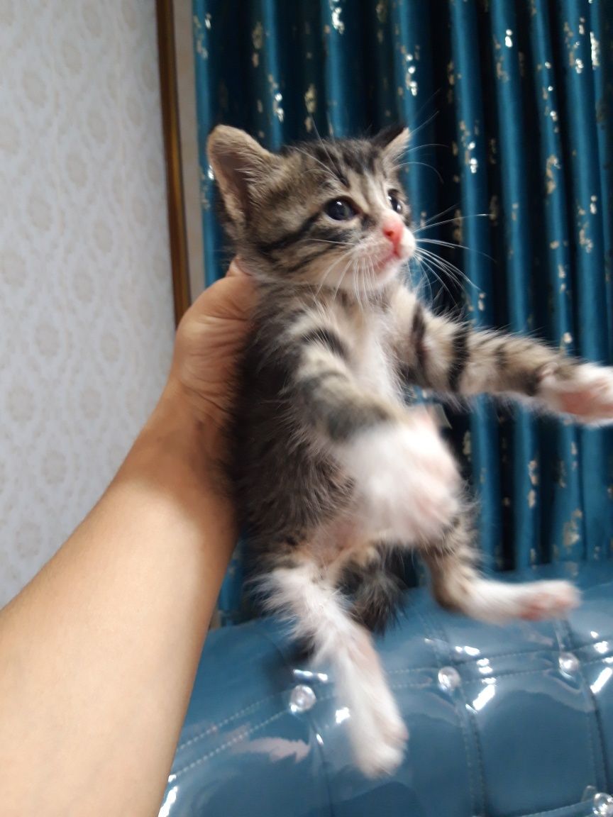 Котёнок мальчик уже кушает можно приучить