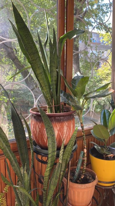 Продам комнатные растения