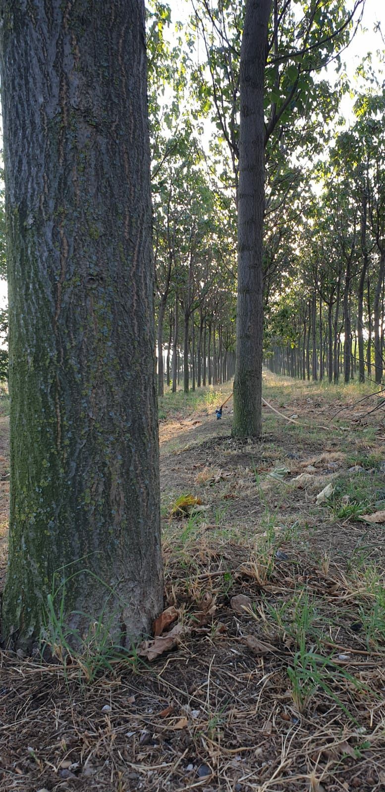 Vând masă lemnoasă de Paulownia