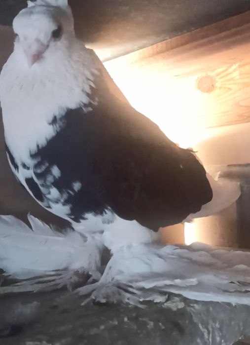 Кабутар кафтар Голуб