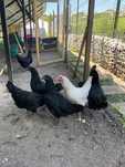 Cocosi Australorp negri si unul alb, 5 luni