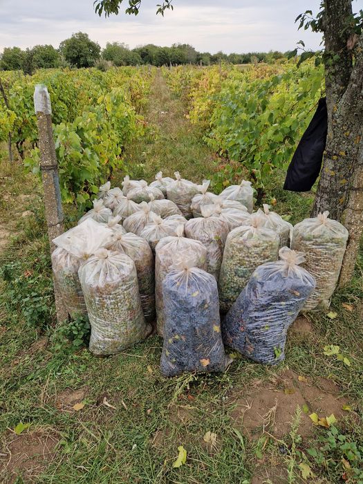 vand struguri de vin