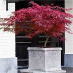 Artar japonez Garnet Fire Cracker Orangeola