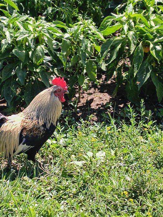 Găinușe și cocosi pitici