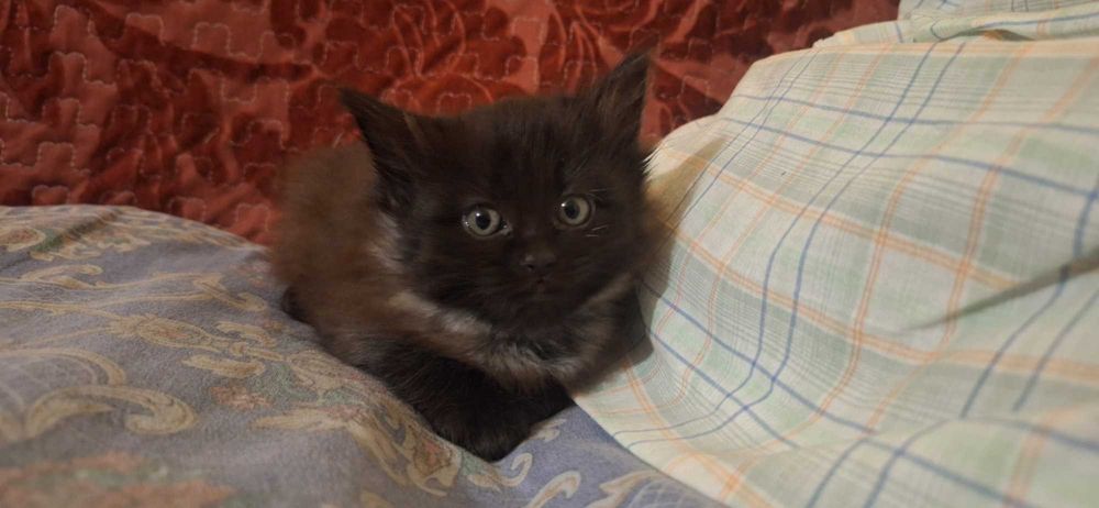 Отдам котёнка в хорошие руки