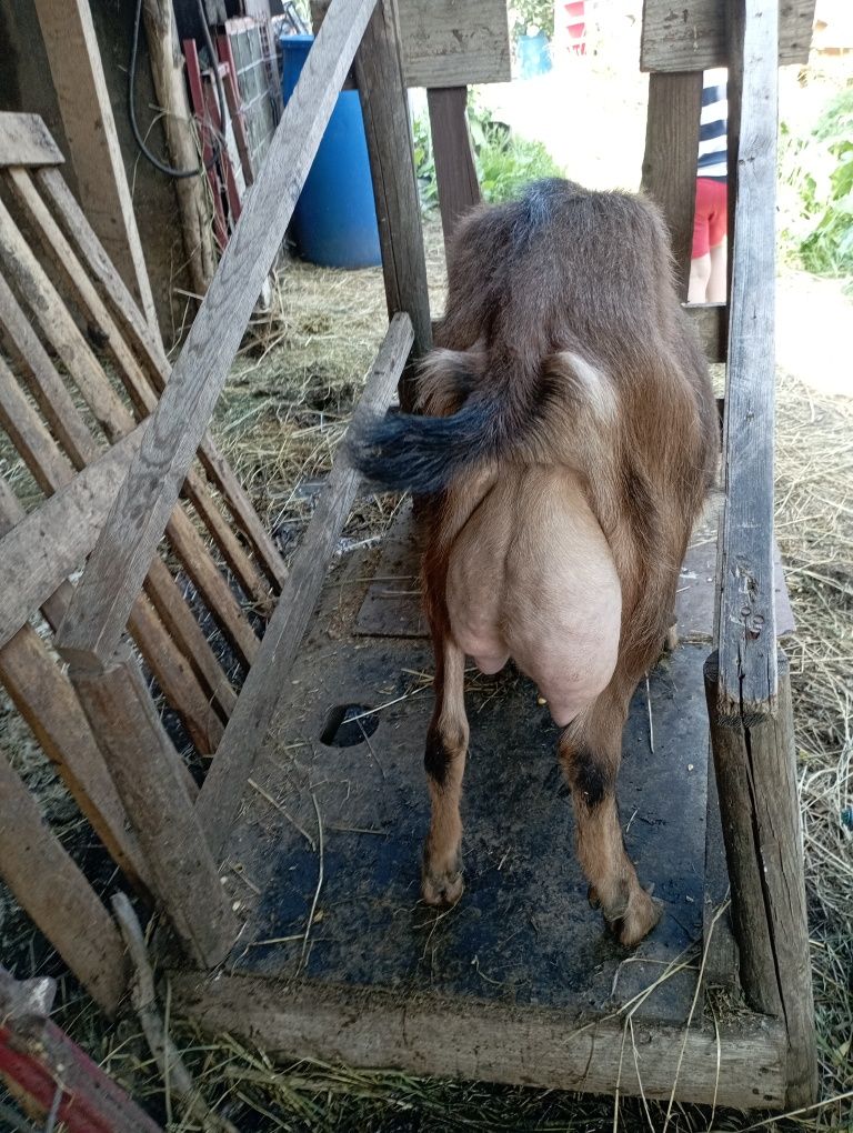 Capre tinere cu lapte