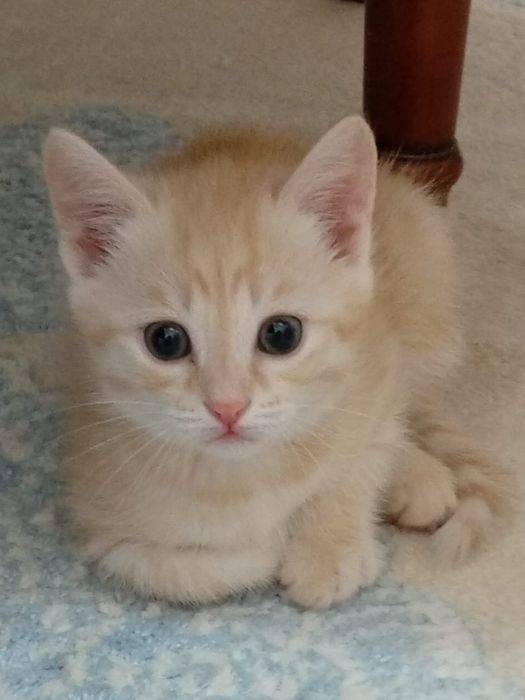 Только в добрые заботливые руки!