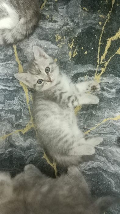Здравствуйте. Отдам котят в добрые руки. Родились 15 сентября.