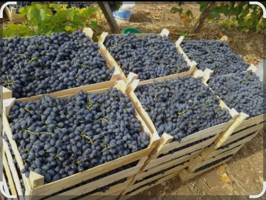 Struguri pentru vin