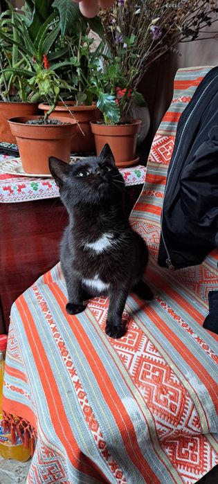 Pisicuța iubitoare își caută o nouă familie